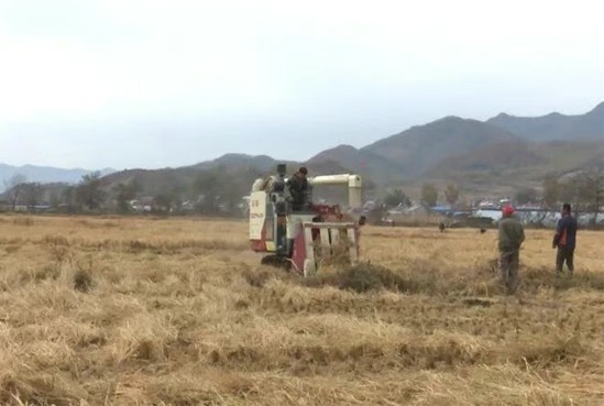 我县秋收工作进入尾声